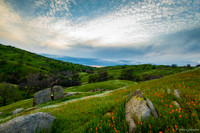 Poppy Sunset