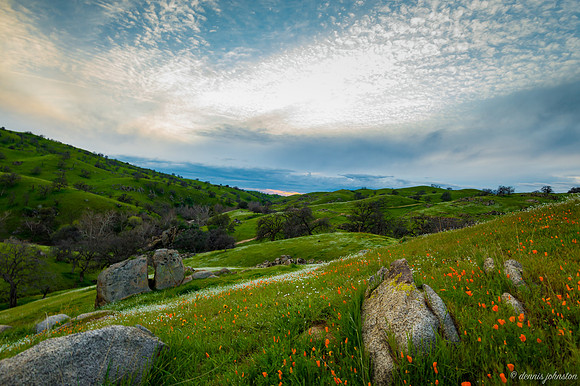 Poppy Sunset