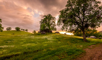 Golden Hour Wildflowers