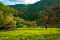 Country Meadow