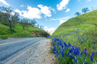 Lupine Pass