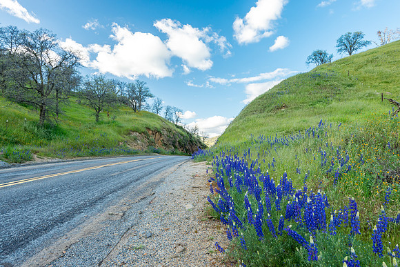 Lupine Pass