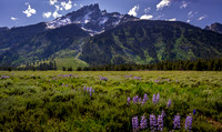 Teton Lupines 1