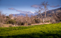 Backyard North