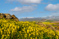 Mustard and Sierra 1