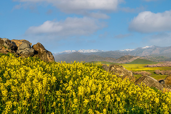 Mustard and Sierra 1