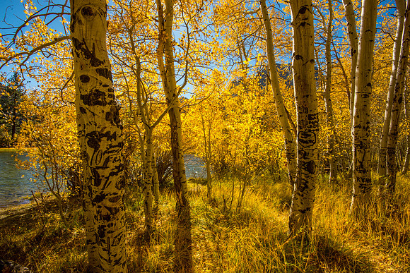 Silver Lake Aspens