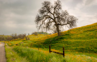Yokohl Valley Oak in Spring