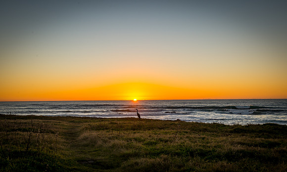 Sunset Blue Heron