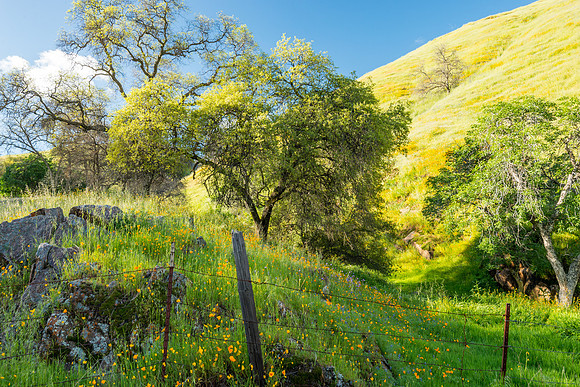 Poppy Glen