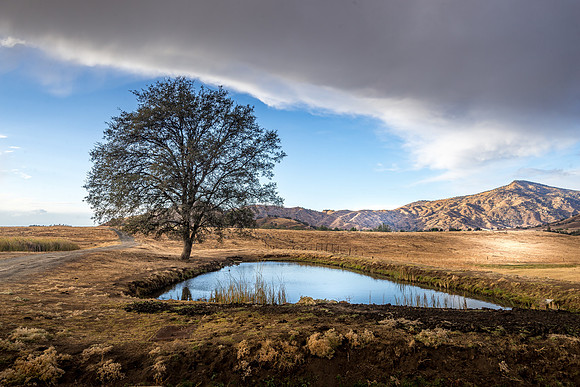 Globe Oak Pond
