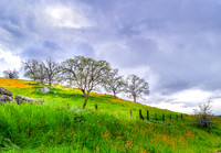 Fiddleneck Hill