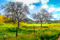 Yokohl Valley Charm