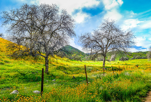 Yokohl Valley Charm