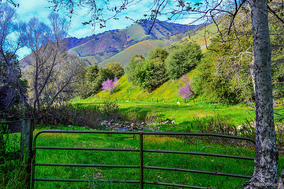 Mellow Meadow