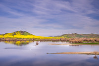 Mustard and Lake Success 2