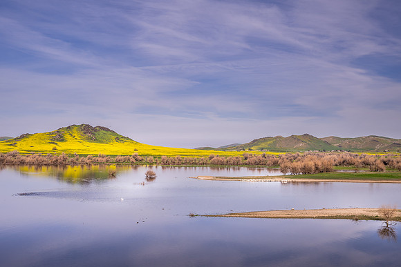 Mustard and Lake Success 2