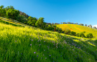 Wild Hyacinth