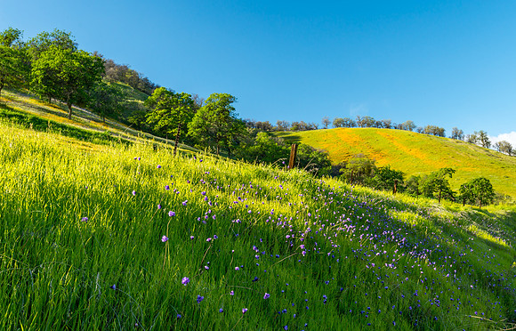 Wild Hyacinth