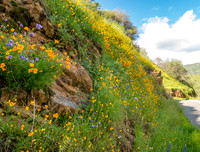 Poppy Cliff