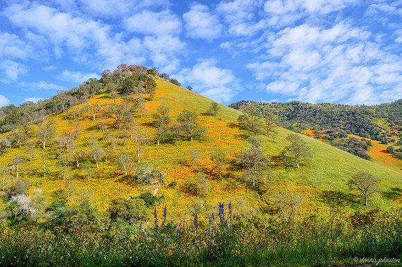 Lupines and Poppies