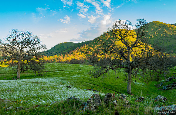 Yokohl Valley Wildflowers