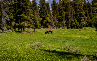 Yellowstone Bison