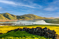 Mustard and Lake Success
