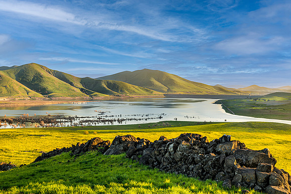 Mustard and Lake Success