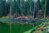Balch Park Beauty