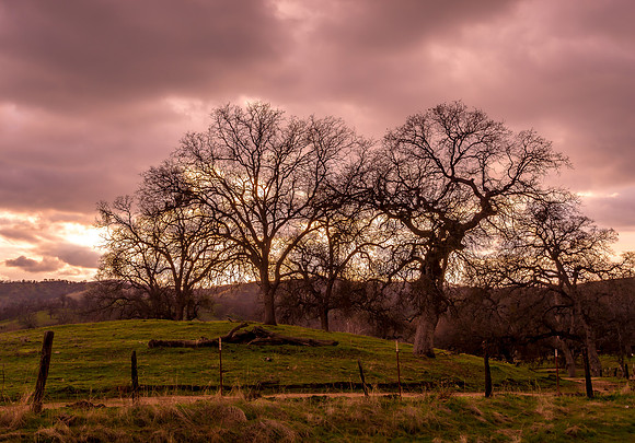 Oaks in Silhouette