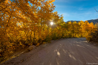 Aspen Sunburst