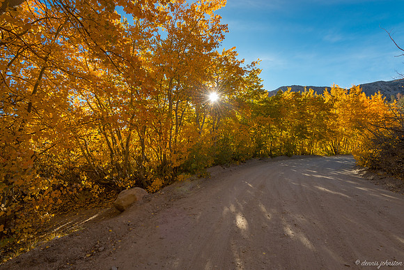 Aspen Sunburst