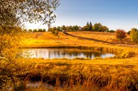Ducks on a Pond