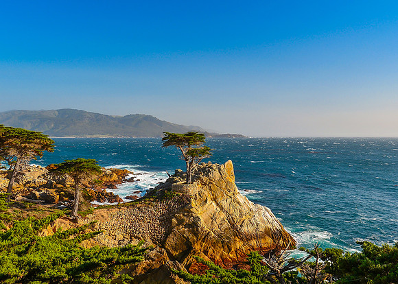 The Lone Cypress