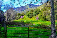Mellow Meadow